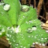 Kräuterkunde Frauenmantel